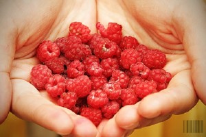 Cata zmeura scoti la un hectar