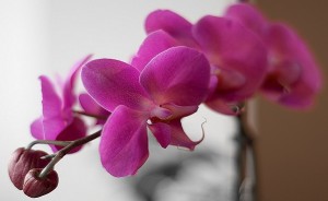 Cate flori face o orhidee