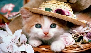 Ro.blastingnews.com sau SPAM pe scara planetara Ro.blastingnews.com sau SPAM pe scara planetara