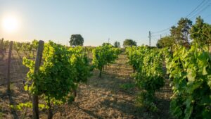 Clos des Colombes – un loc unde vinul se construiește cu răbdare, nu cu grabă Clos des Colombes – un loc unde vinul se construiește cu răbdare, nu cu grabă