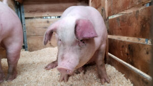 Noi tehnici pentru depistarea pestei porcine la DSVSA Noi tehnici pentru depistarea pestei porcine la DSVSA